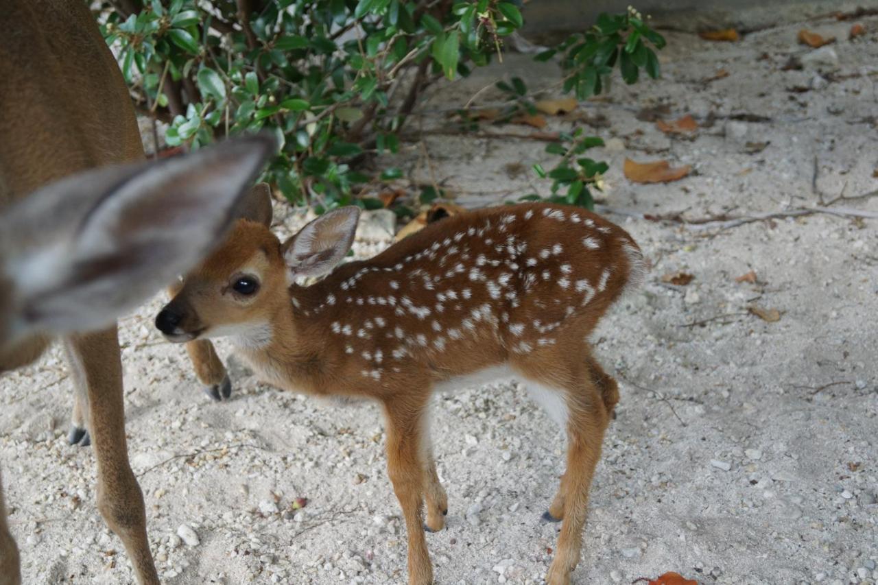 ビッグ・パイン・キー Deer Run On The Atlantic Bed & Breakfast エクステリア 写真